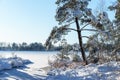 Snowy Frozen plants, winter forest background