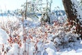Snowy Frozen plants, winter forest background Royalty Free Stock Photo