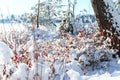 Snowy Frozen plants, winter forest background