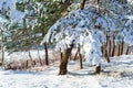 Snowy Frozen plants, winter forest background Royalty Free Stock Photo