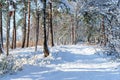 Snowy Frozen plants, winter forest, sunny daybackground