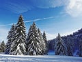 Snowy fur trees against blue sky Royalty Free Stock Photo