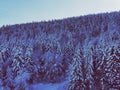Snowy fur trees against blue sky Royalty Free Stock Photo