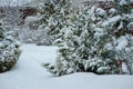 Snowy garden view in winter with pine trees Royalty Free Stock Photo