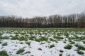 Snowy green field close to dark forest