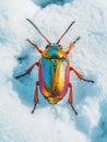 Snowy Ground Bug Royalty Free Stock Photo