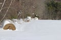 Snowy hay bales