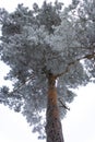 Snowy high crown of a pine tree isolated against the background of the sky in a winter portrait photo.Vertical photo Royalty Free Stock Photo