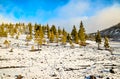 A snowy hillside with trees covered in snow Royalty Free Stock Photo