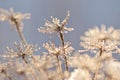 Snowy hogweed flower