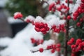 snowy holly branches in decoration in the street