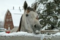 Snowy Horse