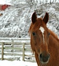 Snowy Horse