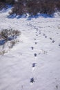 Snowy and ice winter landscape at the Amsterdamse Waterleidingduinen