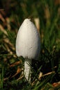 Snowy Inkcap, Coprinus niveus