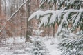 Snowy interior view of a snow-laden pine tree and surrounding winter landscape Royalty Free Stock Photo