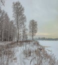 Snowy January morning in Nevsky forest Park. The Bank of the riv