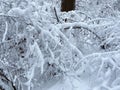 Snowy Laden Branches in Winter in January Royalty Free Stock Photo