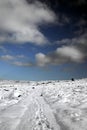 Snowy landscape