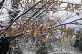 Snowy landscape chestnut trees shrubs and ground covered with a thin layer of snow