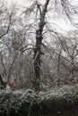 Snowy landscape chestnut trees shrubs and ground covered with a thin layer of snow