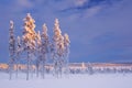 Snowy landscape in Finnish Lapland in winter at sunset Royalty Free Stock Photo