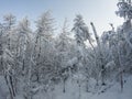 Snowy landscape with fir tree covered with snow Royalty Free Stock Photo
