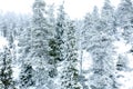 Snowy landscape with fir trees covered with snow Royalty Free Stock Photo