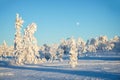 Snowy landscape, frozen trees in winter in Saariselka, Lapland Finland