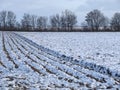 Snowy landscape in Germany in Grevenbroich with agriculture fields and a row of trees