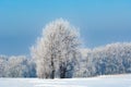 Snowy landscape with hoarfrost on trees. White winter landscape with snow on fields, Germany.