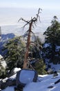 Snowy landscape on Mount San Jacinto