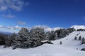 Snowy landscape mountain with wild pine trees