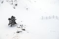 Snowy landscape in mountains with alone conifer tree