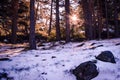 Snowy landscape sun through pine trees hill covered by snow Royalty Free Stock Photo