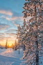 Snowy landscape at sunset, frozen trees in winter in Saariselka, Lapland Finland