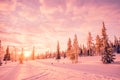 Snowy landscape at sunset, pink light, frozen trees in winter in Saariselka, Lapland Finland Royalty Free Stock Photo