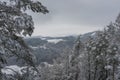 Snowy landscape with trees near Mala Skala village in Jizera river valley Royalty Free Stock Photo