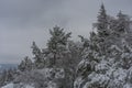 Snowy landscape with trees near Mala Skala village in Jizera river valley Royalty Free Stock Photo