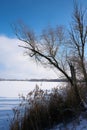 Snowy Landscape with trees in winter at a lake near Magdeburg in Germany Royalty Free Stock Photo