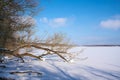 Snowy Landscape with trees in winter at a lake near Magdeburg in Germany Royalty Free Stock Photo