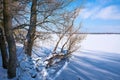 Snowy Landscape with trees in winter at a lake near Magdeburg in Germany Royalty Free Stock Photo