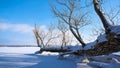 Snowy Landscape with trees in winter at a lake near Magdeburg in Germany Royalty Free Stock Photo