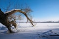 Snowy Landscape with trees in winter at a lake near Magdeburg in Germany Royalty Free Stock Photo