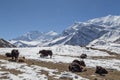 Snowy landscape and yaks on Annapurna Circuit in Nepal