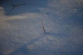 Snowy landscapes and snow close-up in sunbeams. Grass and objects in the snow