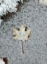 Snowy leaf on the ground