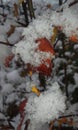 Snowy leaf