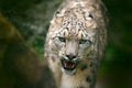 Snowy leopard. Face portrait of snow leopard with green vegation, Kashmir, India. Wildlife scene from Asia. Detail portrait of bea