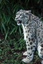 Snow leopard portrait in China Royalty Free Stock Photo